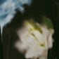 blurry flower one piece/black - KNUTH MARF